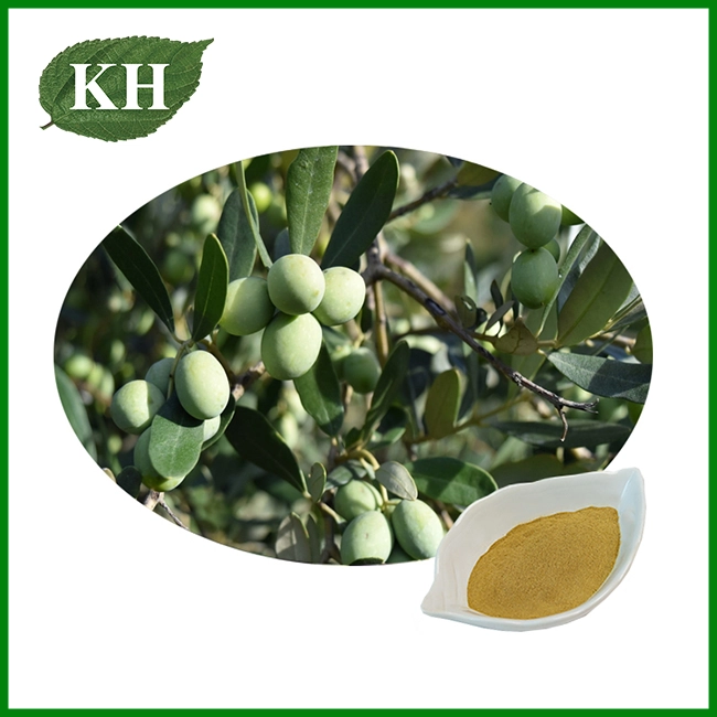 Olive Extract Powder Olive Extract Powder